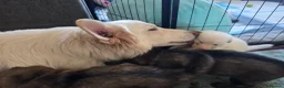German Shepherd dogs for sale: 💥 READY TO LEAVE💥💕Lunas pups 💕 - Advert 22