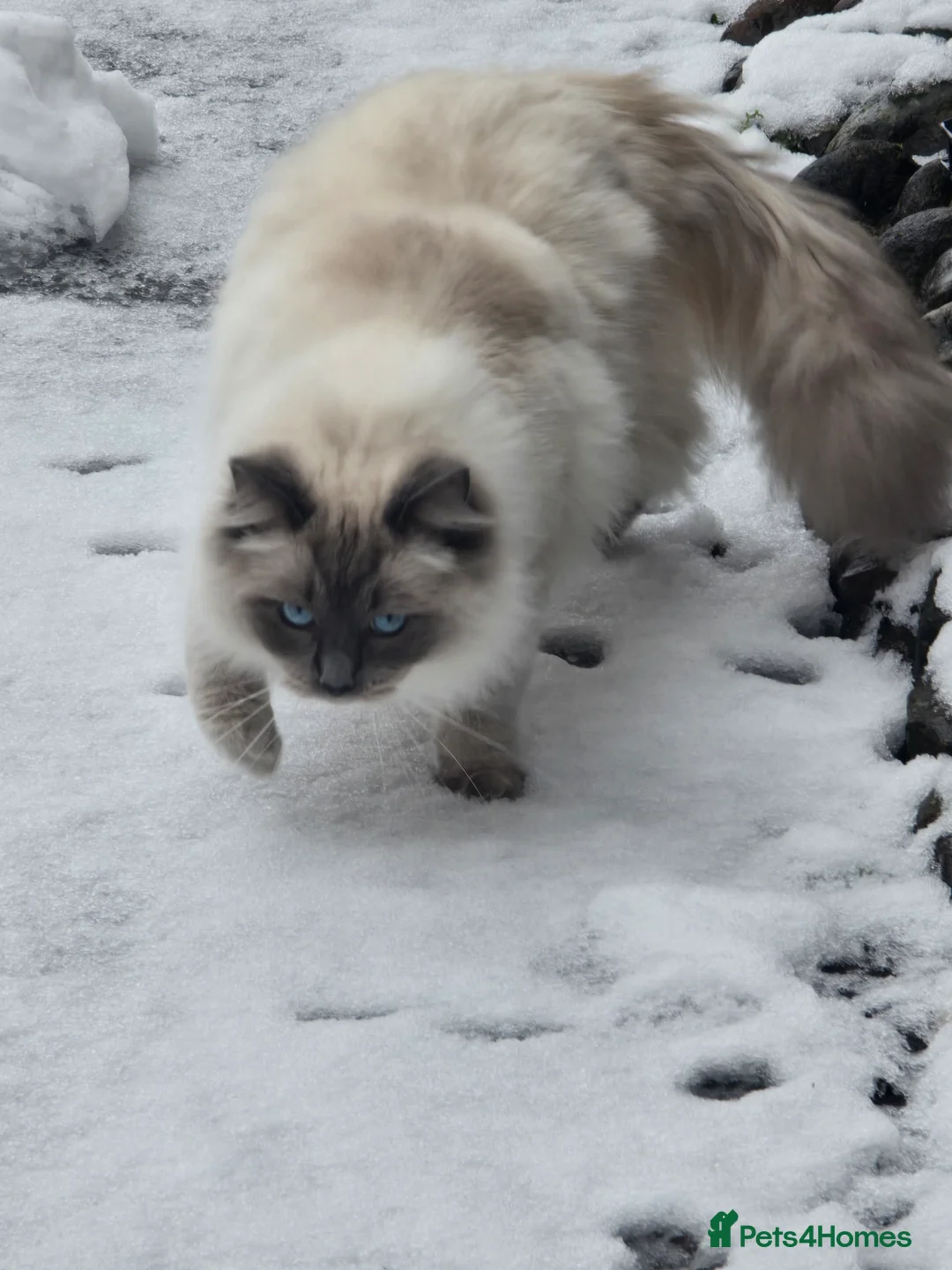 Ragdoll cats for stud: Milo, young male ragdoll  in Northallerton - Advert 9