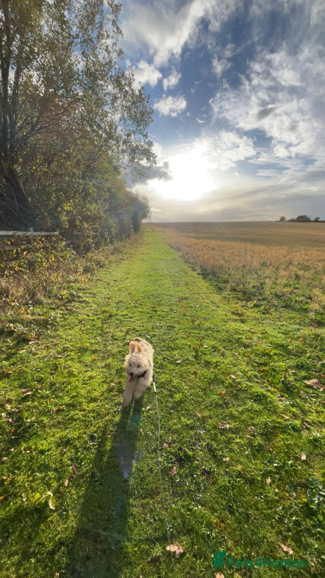 Sproodle dogs for sale: Male Toy Cockapoo 7 months old  - Advert 4