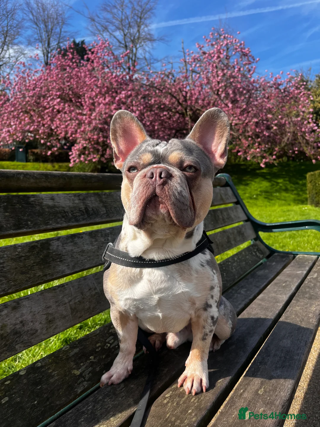 French Bulldog dogs for sale: 3 year old male French bulldog  - Advert 2