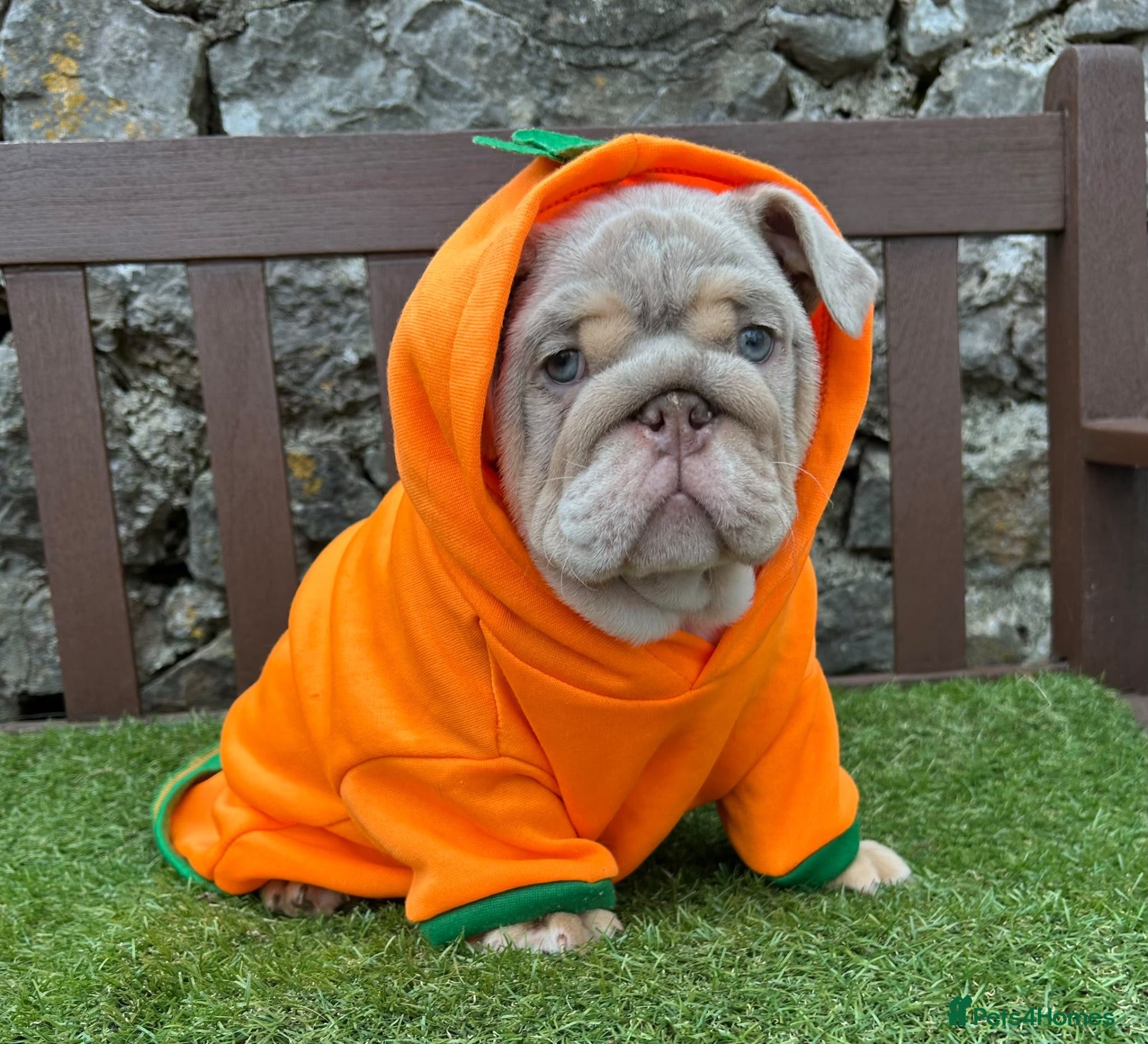English Bulldog dogs Last boy 💙 English bulldog puppies - Advert 2