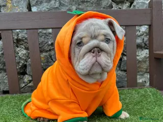 English Bulldog dogs Last boy 💙 English bulldog puppies - Advert 2