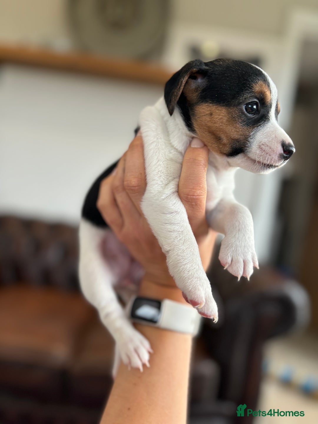Jack Russell dogs for sale: Jack Russell puppies  - Advert 6