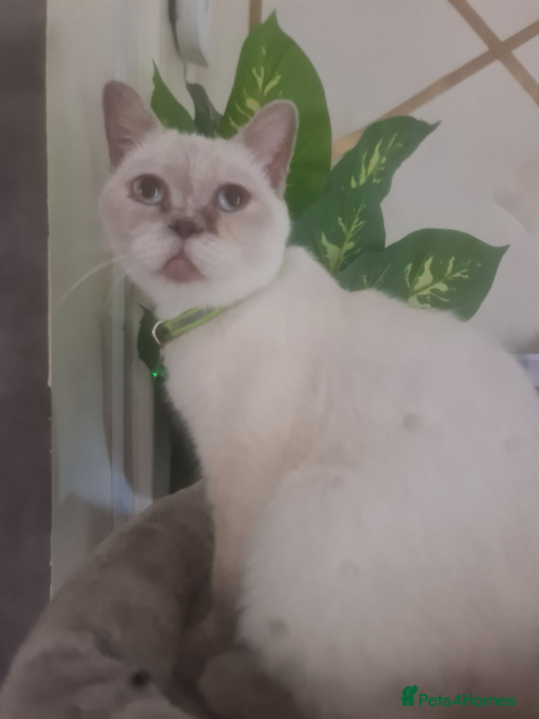 British Shorthair cats for sale: Lovely queeni looking  for  new home - Image 1