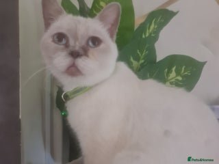 British Shorthair cats Lovely queeni looking for new home - Advert 18