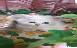 Persian cats for sale: 🌟Beautiful Pedigree Chinchilla Persian Kitten🌟 - Image 19