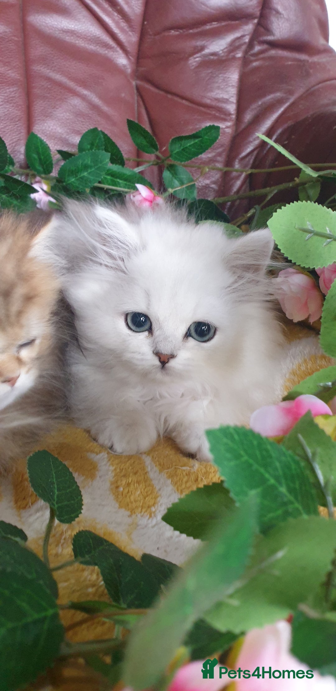 Persian cats for sale: 🌟Beautiful Pedigree Chinchilla Persian Kitten🌟 - Image 19