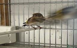 Finches birds for sale: Finches  - Image 4