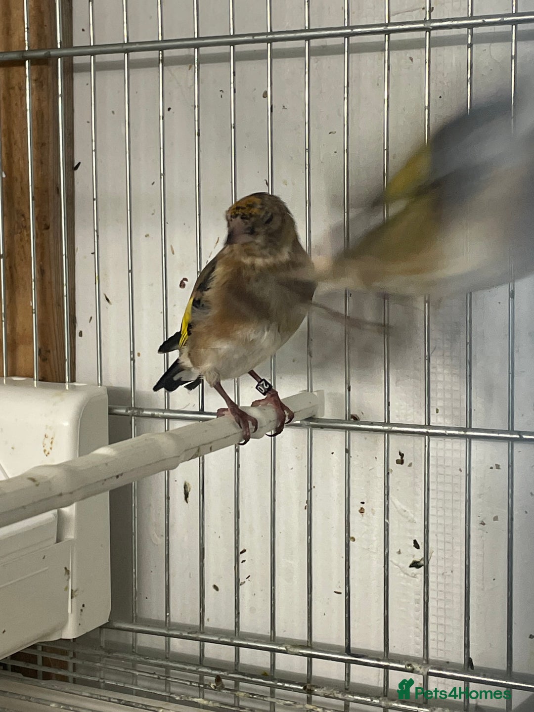 Finches birds for sale: Finches  - Image 4