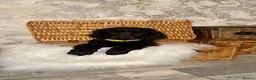 Standard Poodle dogs for sale: Starri’ PupStars   - standard poodle  - Advert 24