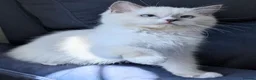 Ragdoll cats for sale: Champion EU pedigree TICA Ragdoll kitten  - Advert 15