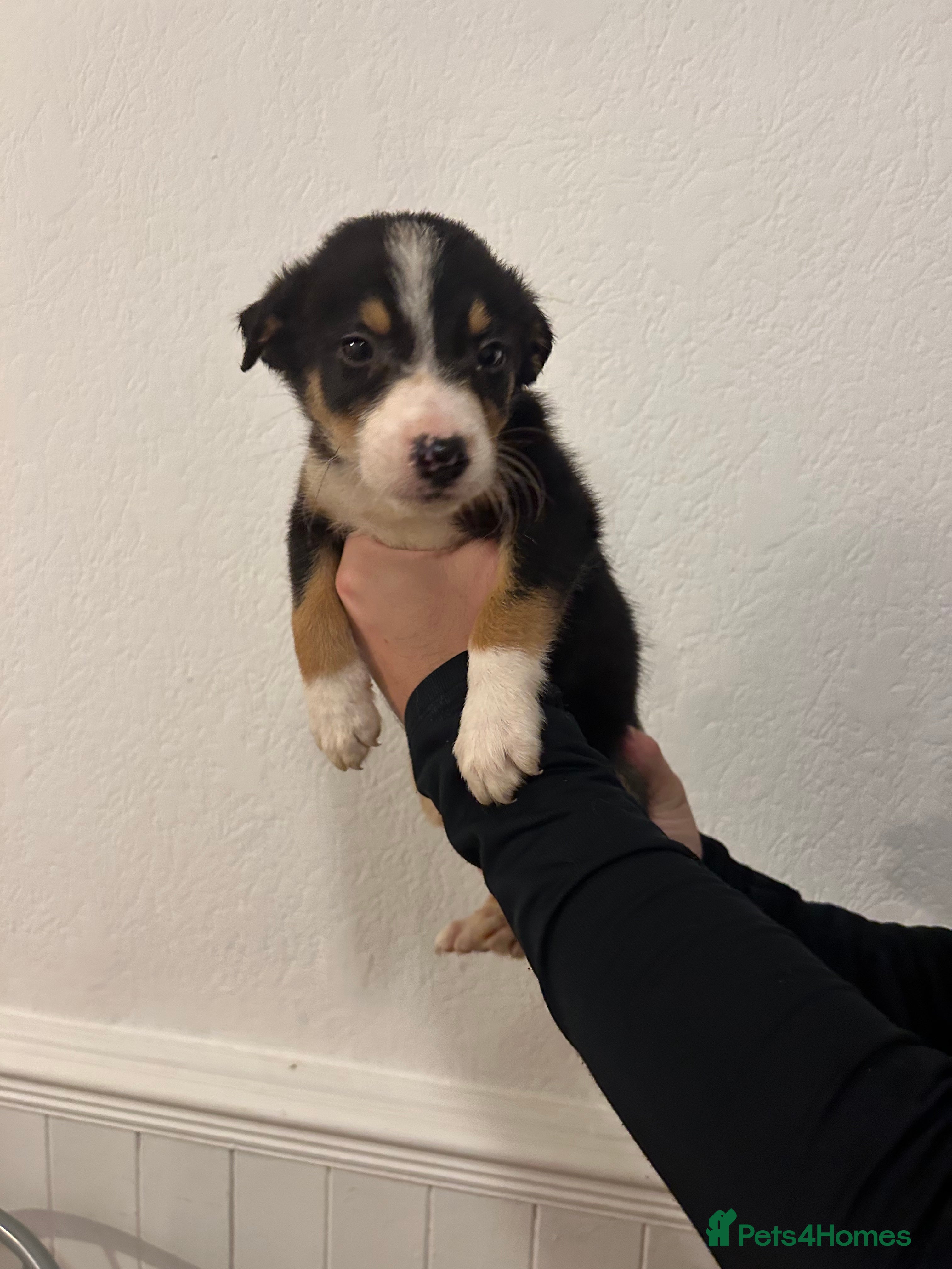 Border Collie dogs 2 Border collie puppies for sale  - Advert 15
