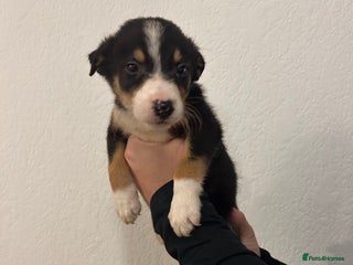 Border Collie dogs for sale - Advert 1