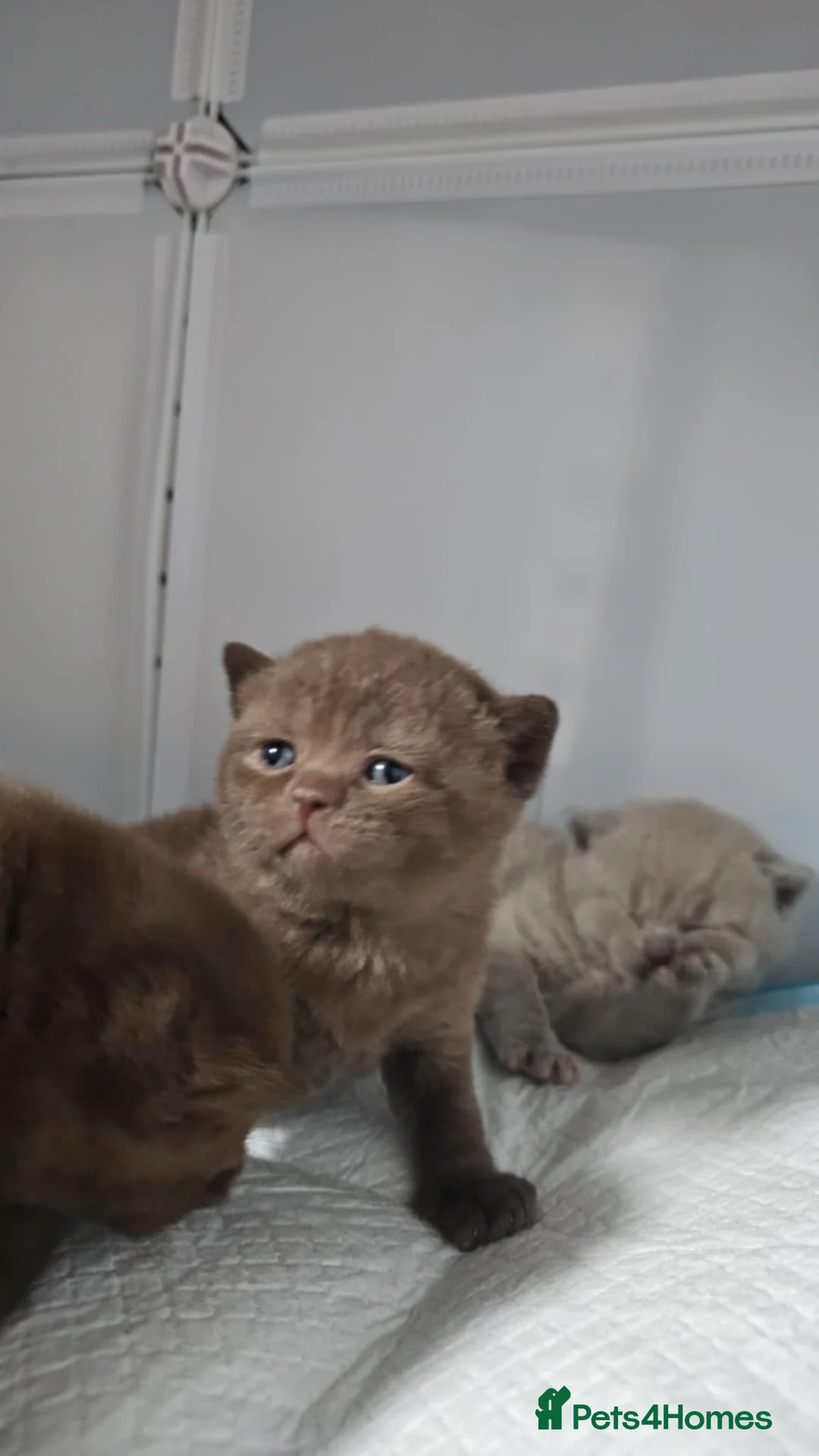 British Shorthair cats for sale: ✨ Stunning British Shorthair Kittens Available ✨ - Advert 6