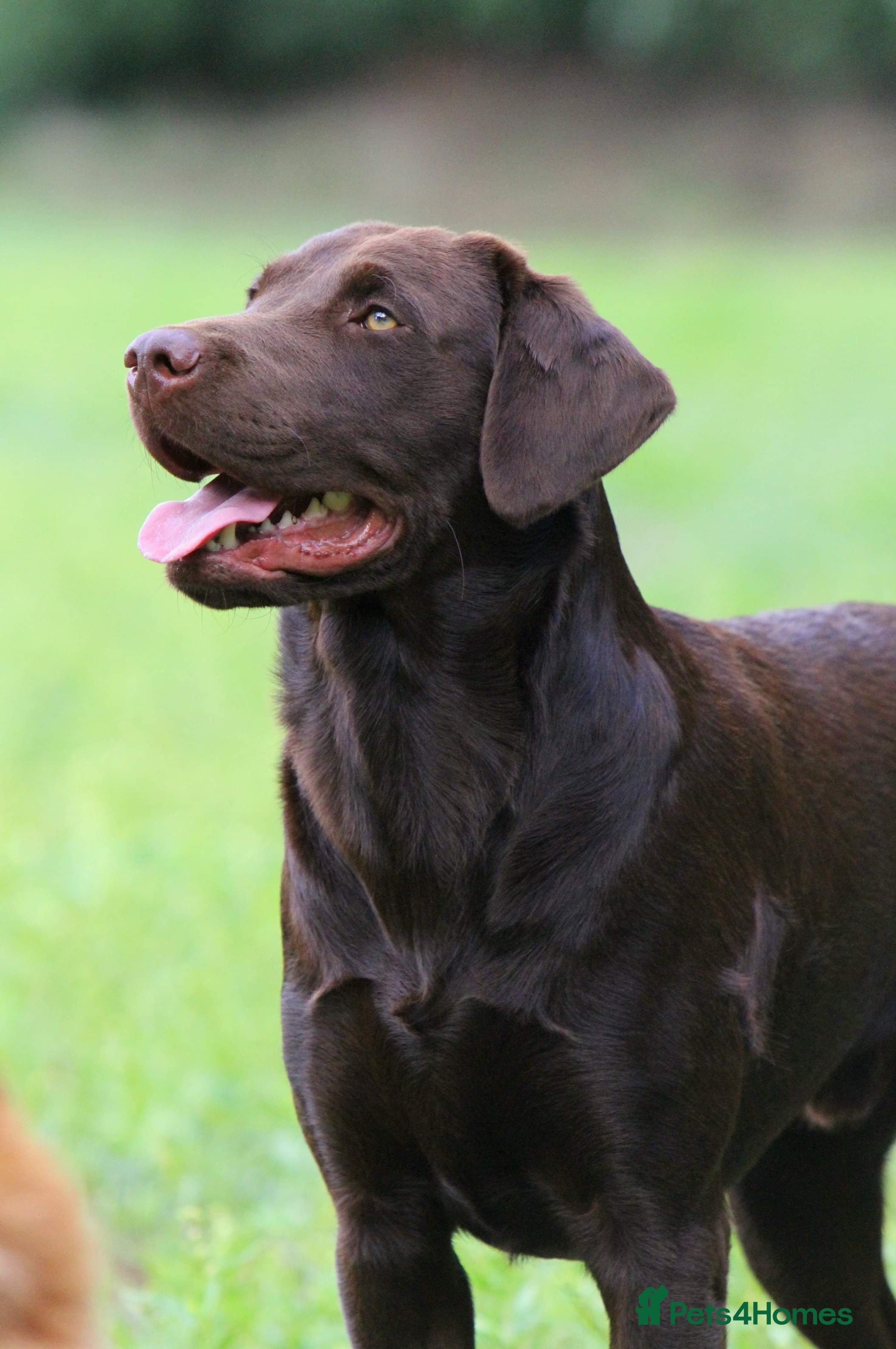 Labrador Retriever dogs Gorgeous chocolate Labrador  - Advert 12