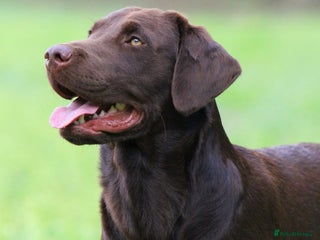 Labrador Retriever dogs - Advert 32