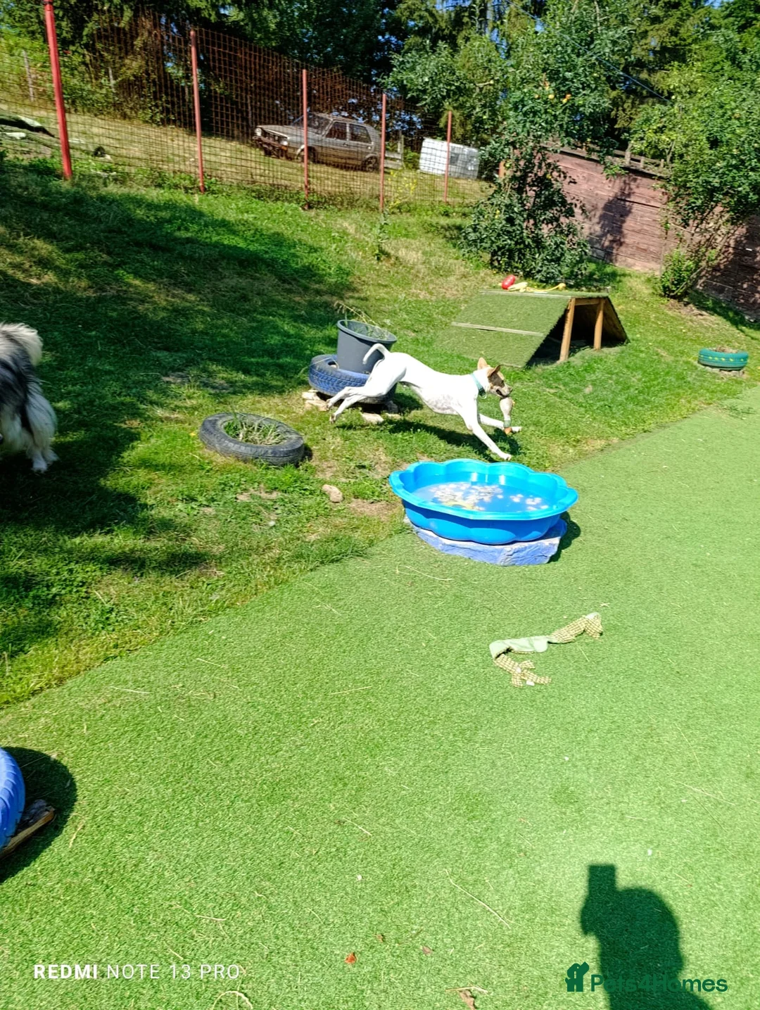 Mixed Breed dogs for adoption: ANJO  - Advert 5