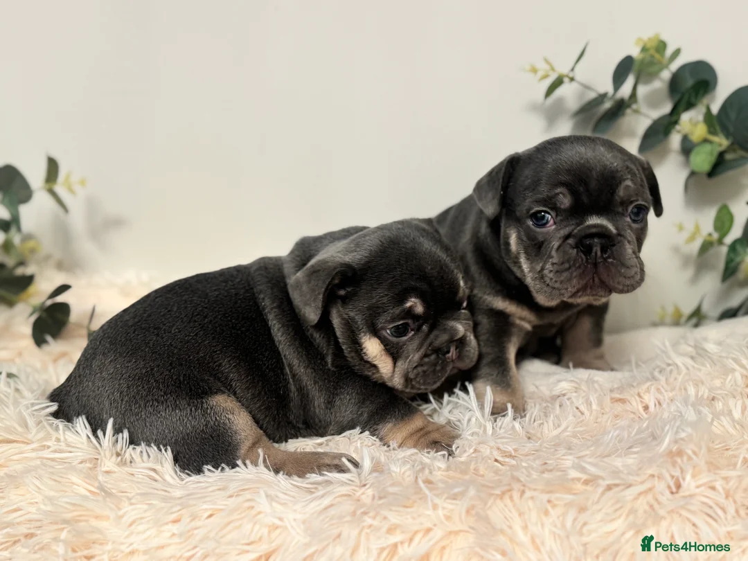 French Bulldog dogs for sale: Beautiful KC Registered French Bulldog Boys  - Advert 4
