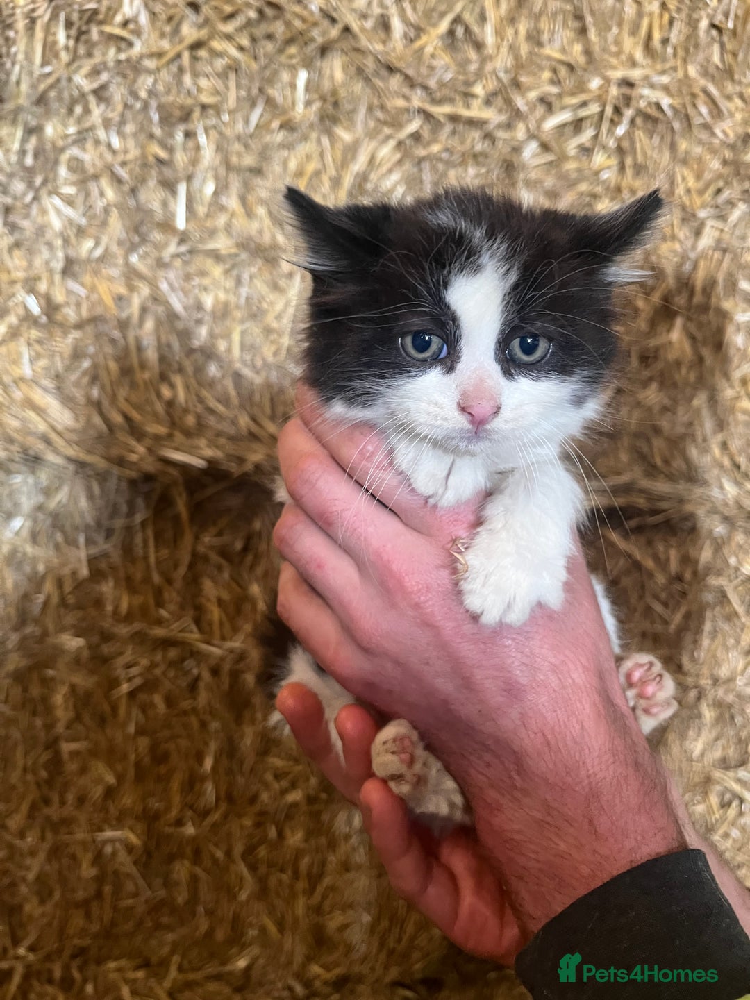 Mixed Breed cats for sale: Beautiful Farm kittens  - Image 7
