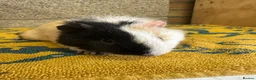 Guinea Pig rodents for sale:  Male guinea pigs for sale  - Advert 2