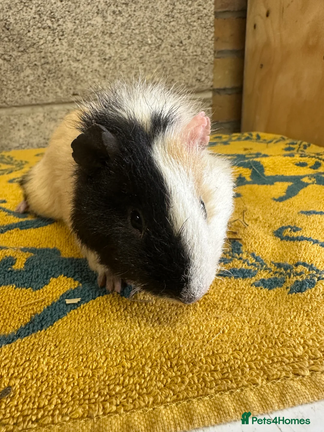 Guinea Pig rodents for sale:  Male guinea pigs for sale  - Advert 2