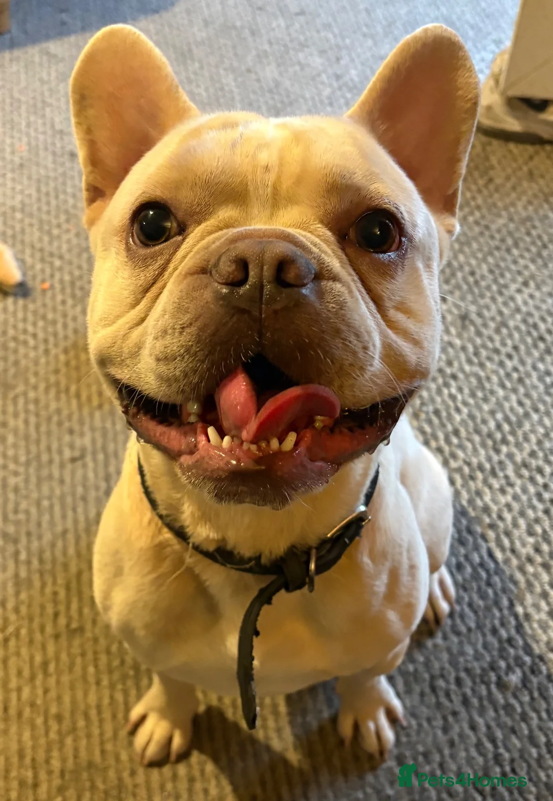 French Bulldog dogs for sale: French bulldog for new home in Sudbury - Advert 2