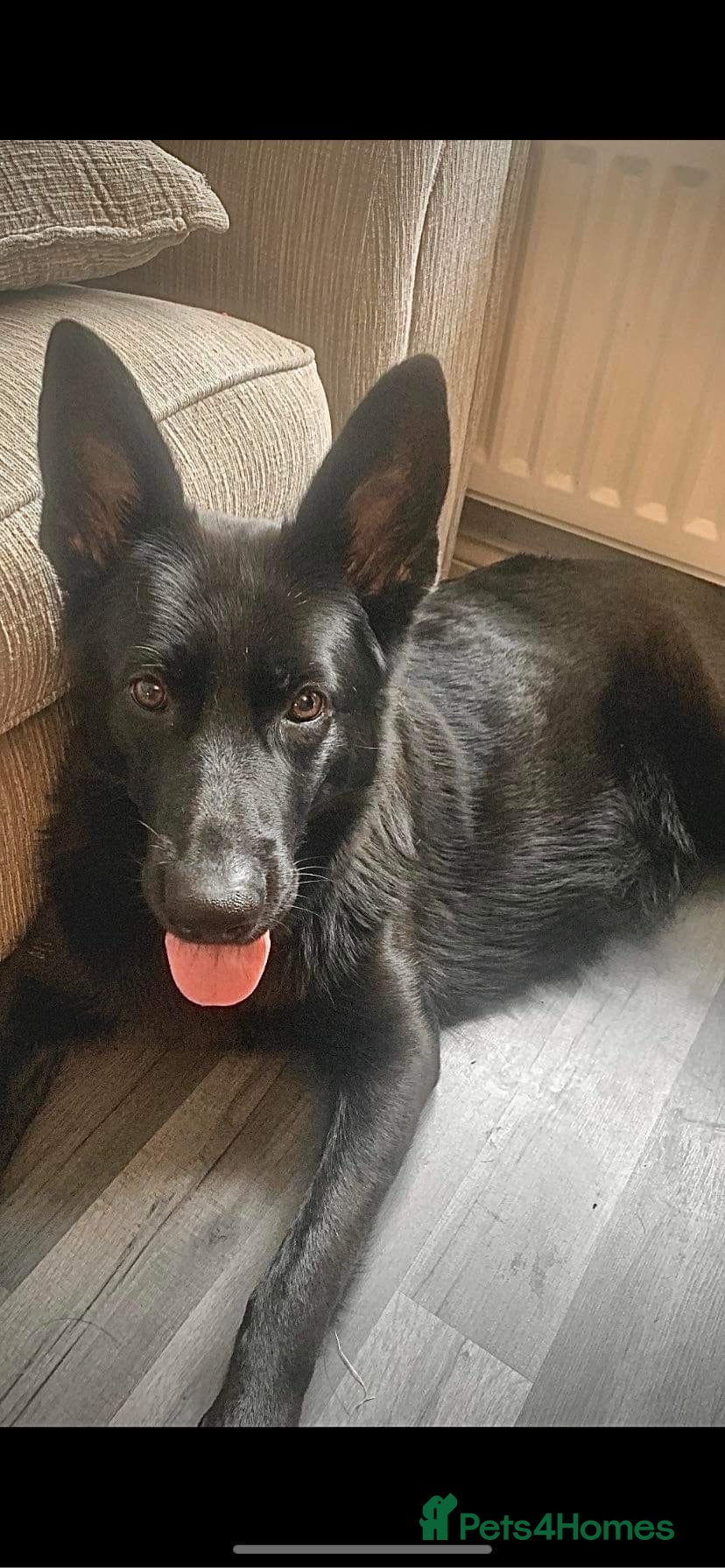 German Shepherd dogs 8 German Shepard puppies 4 black 4 Black and Tan  - Advert 2