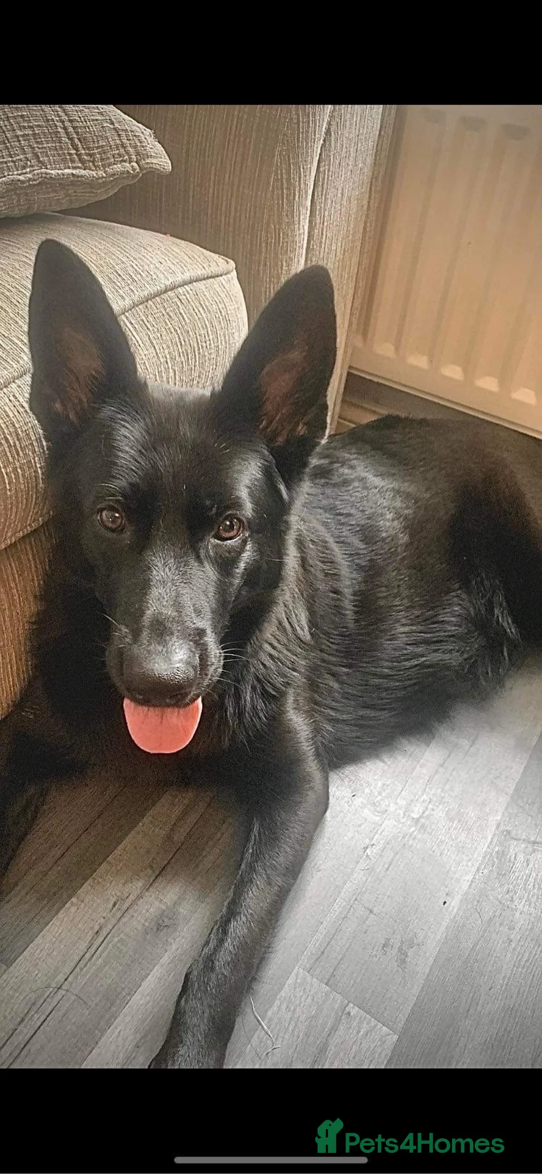 German Shepherd dogs for sale: 8 German Shepard puppies 4 black 4 Black and Tan  - Advert 19
