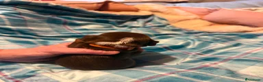 Miniature Dachshund 2