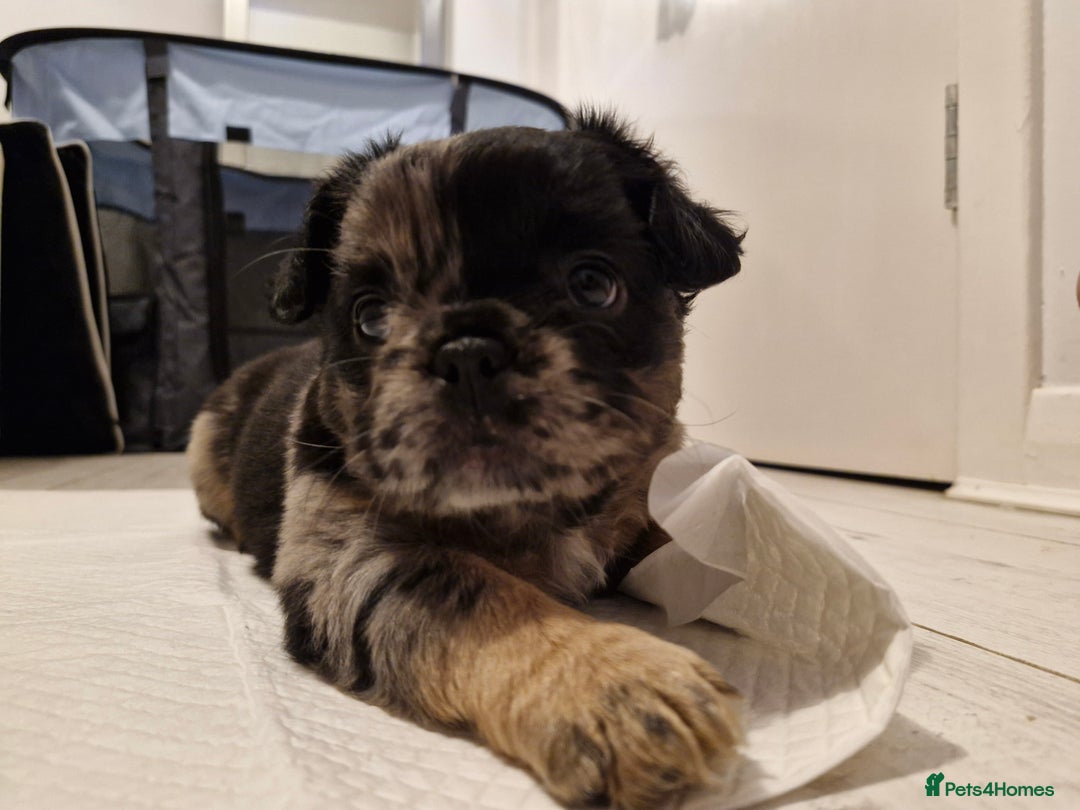 French Bulldog dogs for sale: French bulldogs - Advert 4