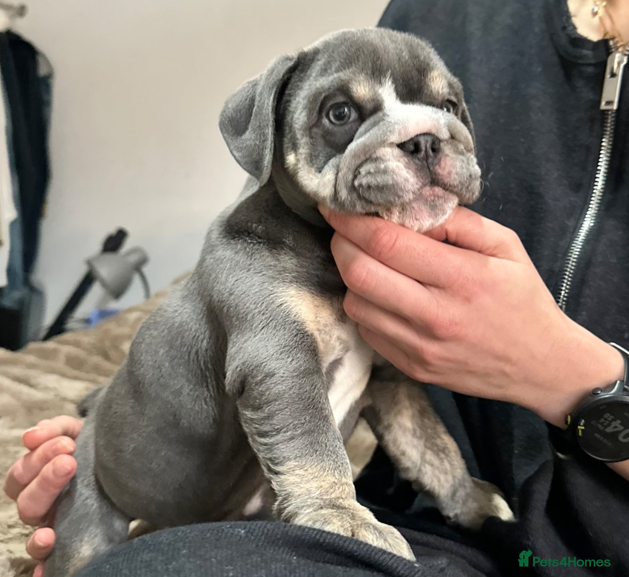 English Bulldog dogs Beautiful Blue Tri Female Bulldog for Sale - Advert 1