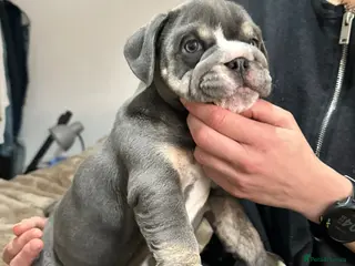 English Bulldog dogs Beautiful Blue Tri Female Bulldog for Sale - Advert 2