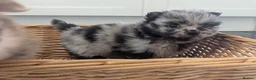 Pomeranian dogs for sale: Beautiful Teddy bear Pom puppies in Maidstone - Advert 6