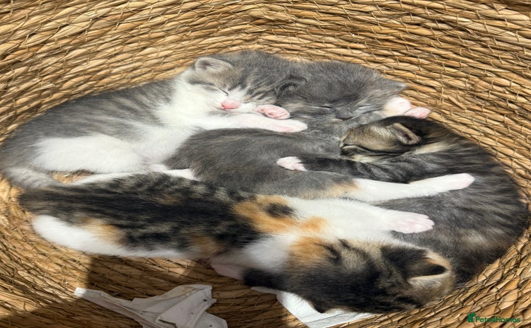 Ragdoll cats for sale - Advert 1