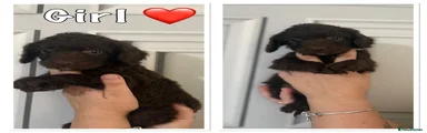 Cockapoo 5