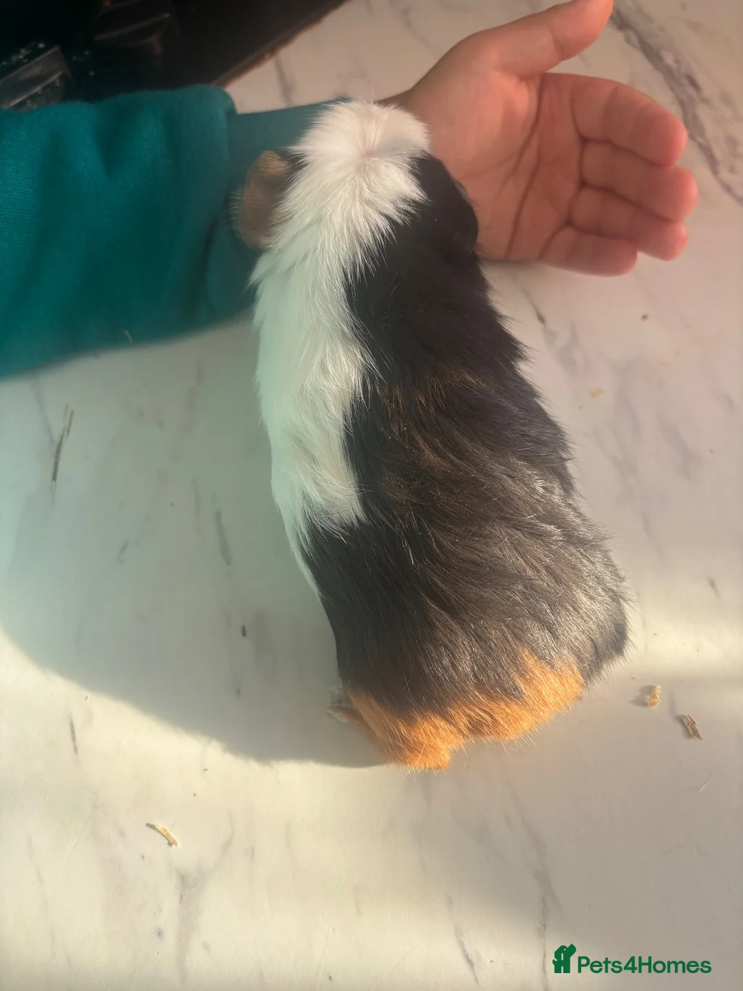 Guinea Pig rodents for sale: baby guinea pigs  - Advert 11