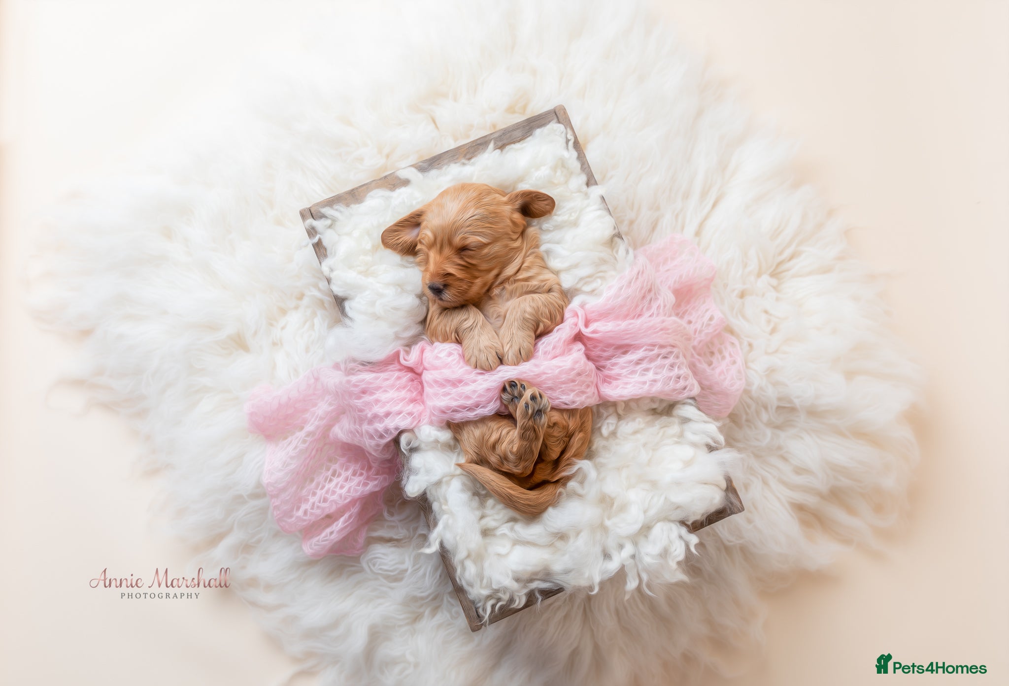 Mini Goldendoodle dogs July ready pups by 5* breeder & POLICE K9 trainer - Advert 2