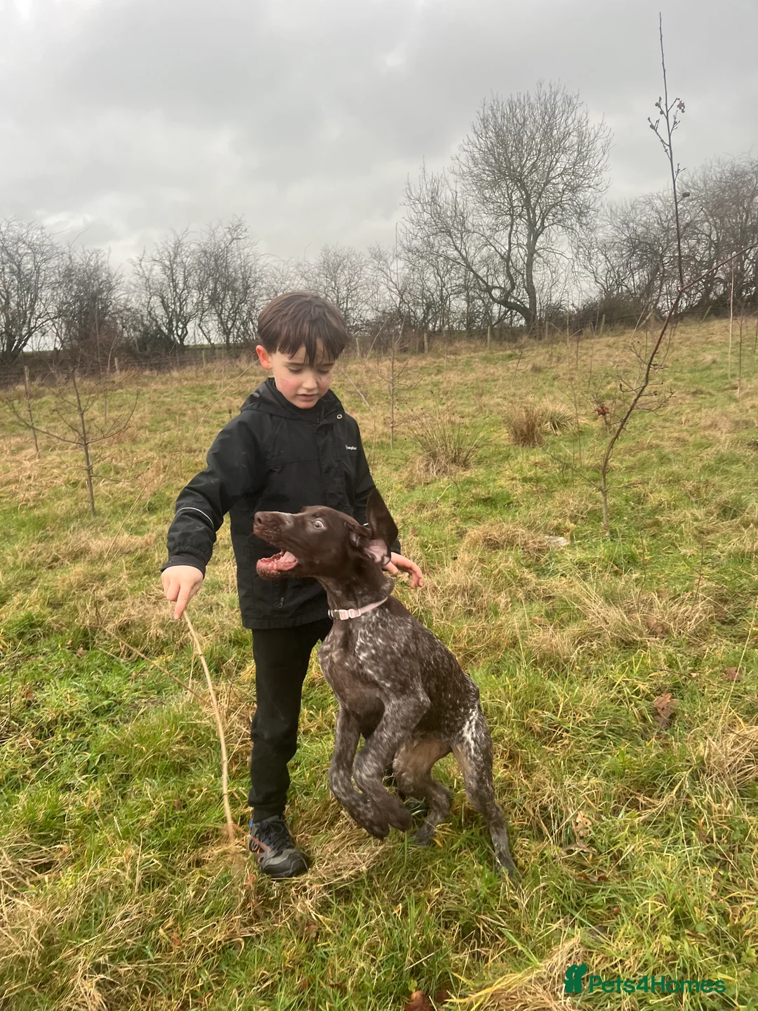 German Shorthaired Pointer dogs for sale: German shorthaired pointer  - Advert 7
