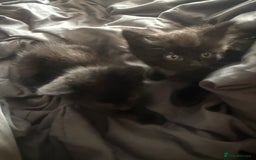 British Shorthair cats for sale: Kittens for sale - Image 8