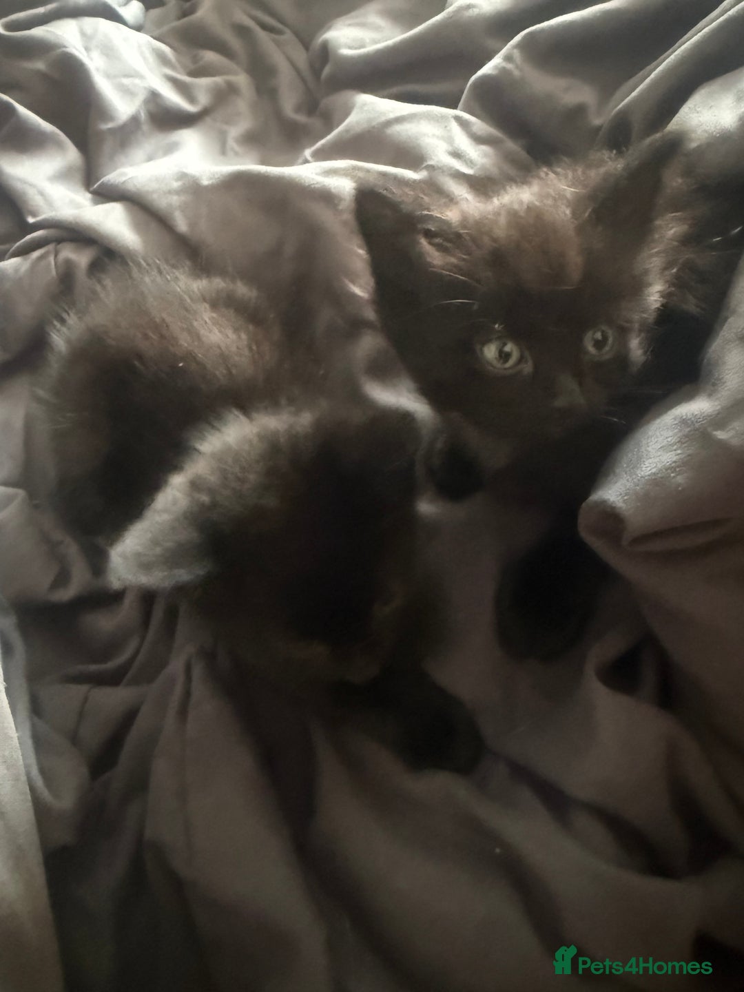 British Shorthair cats for sale: Kittens for sale - Image 8