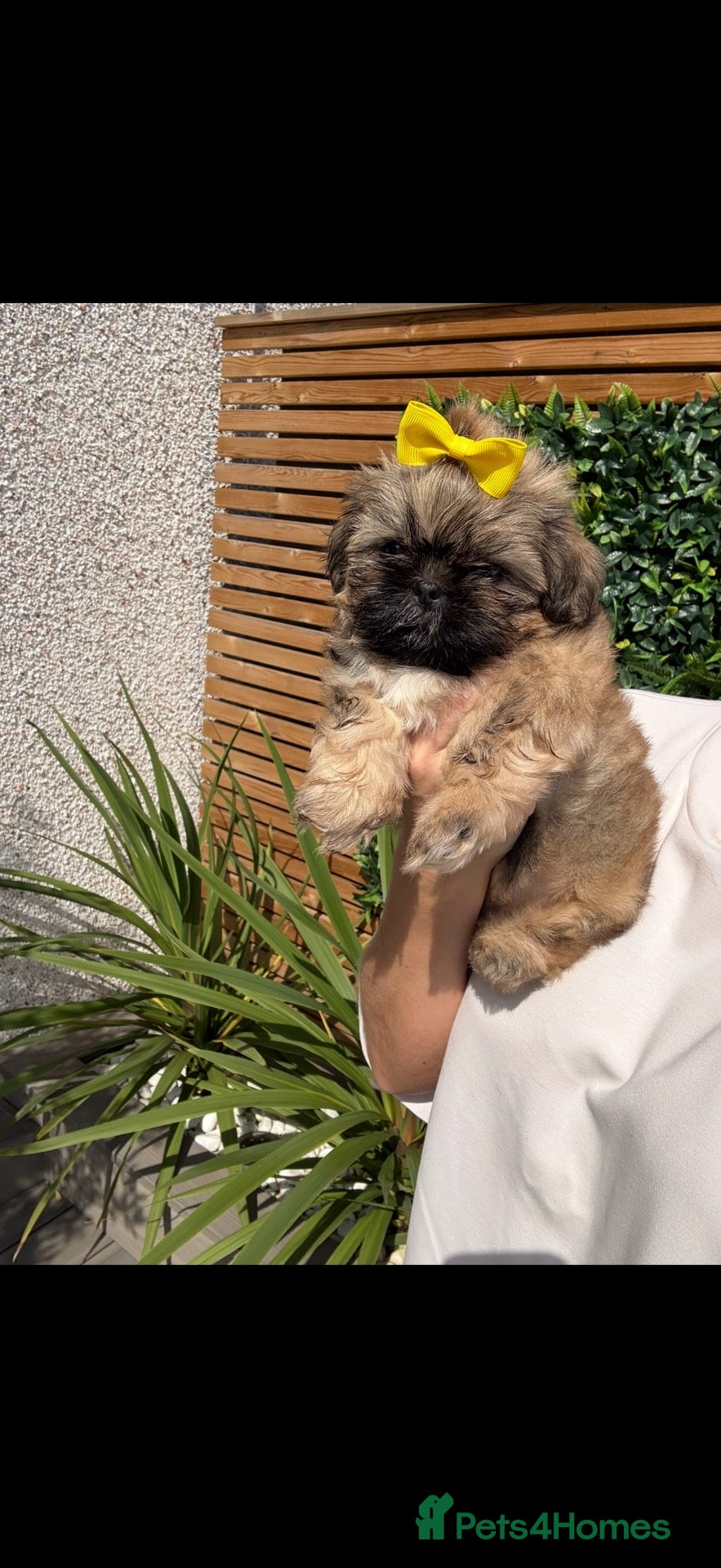 Shih Tzu dogs Shih Tzu girl puppy for sale - Advert 1