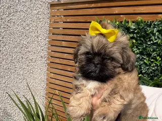 Shih Tzu dogs Shih Tzu girl puppy for sale - Advert 1
