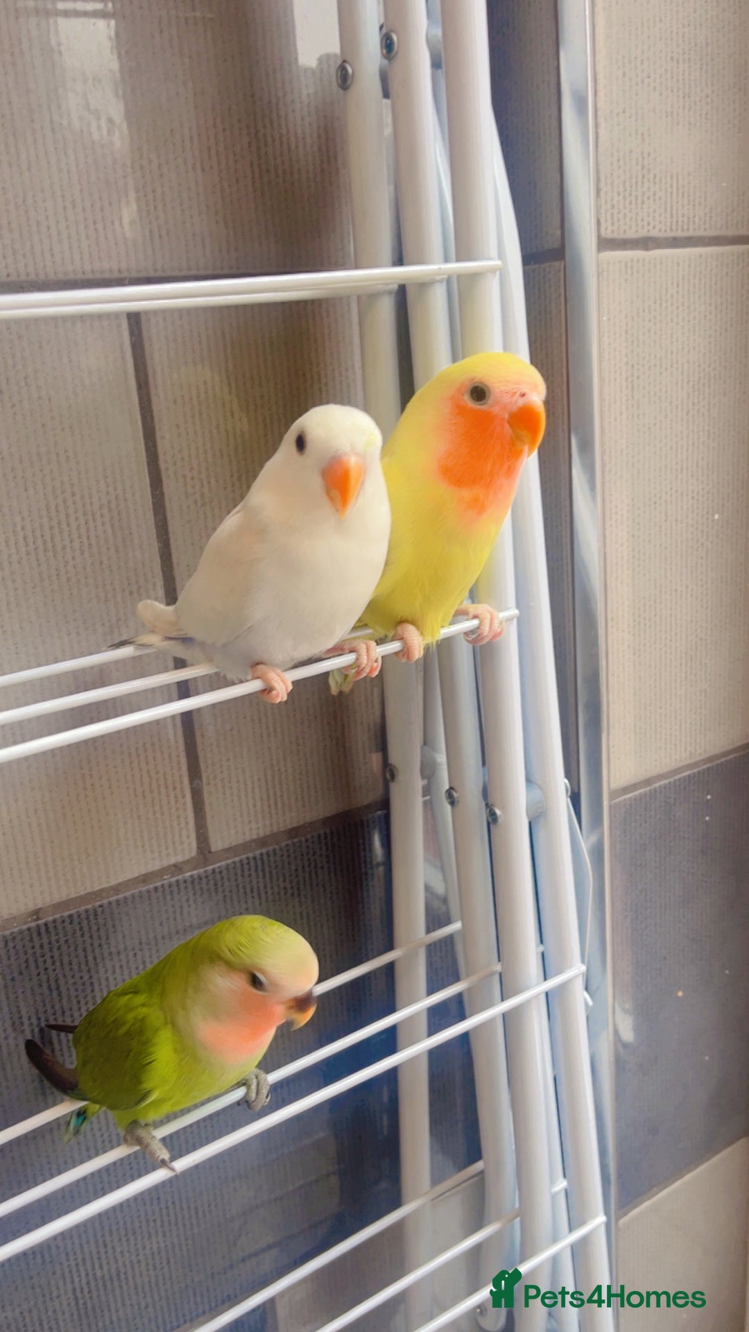 Lovebirds birds for sale: Love birds - Advert 12