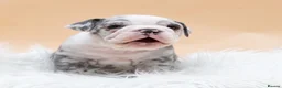 English Bulldog dogs for sale: 4 year old English bulldog  - Advert 4