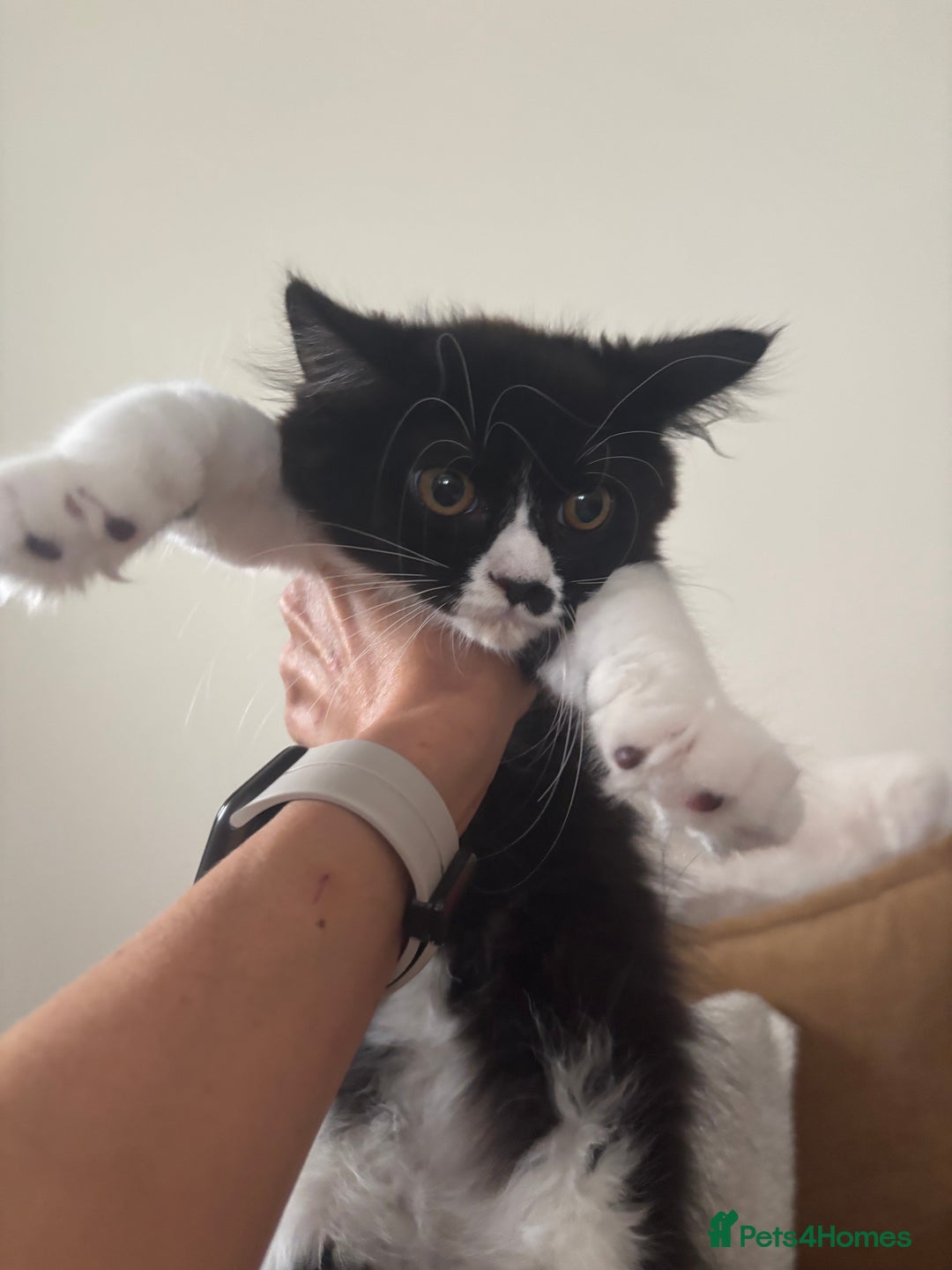 Mixed Breed cats for sale: Ready!!! Mixed British Shorthair  - Image 4