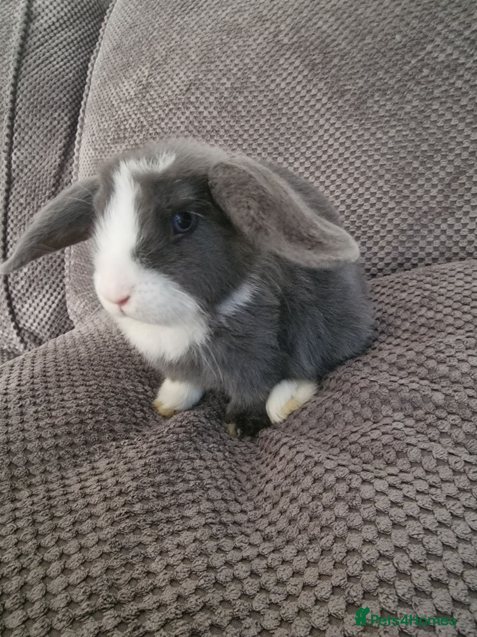 Mini Lop rabbits Beautiful mini lops baby's  - Advert 2