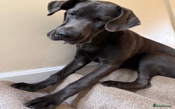 Great Dane dogs for sale: Beautiful Great Dane puppy looking for a home - Advert 5