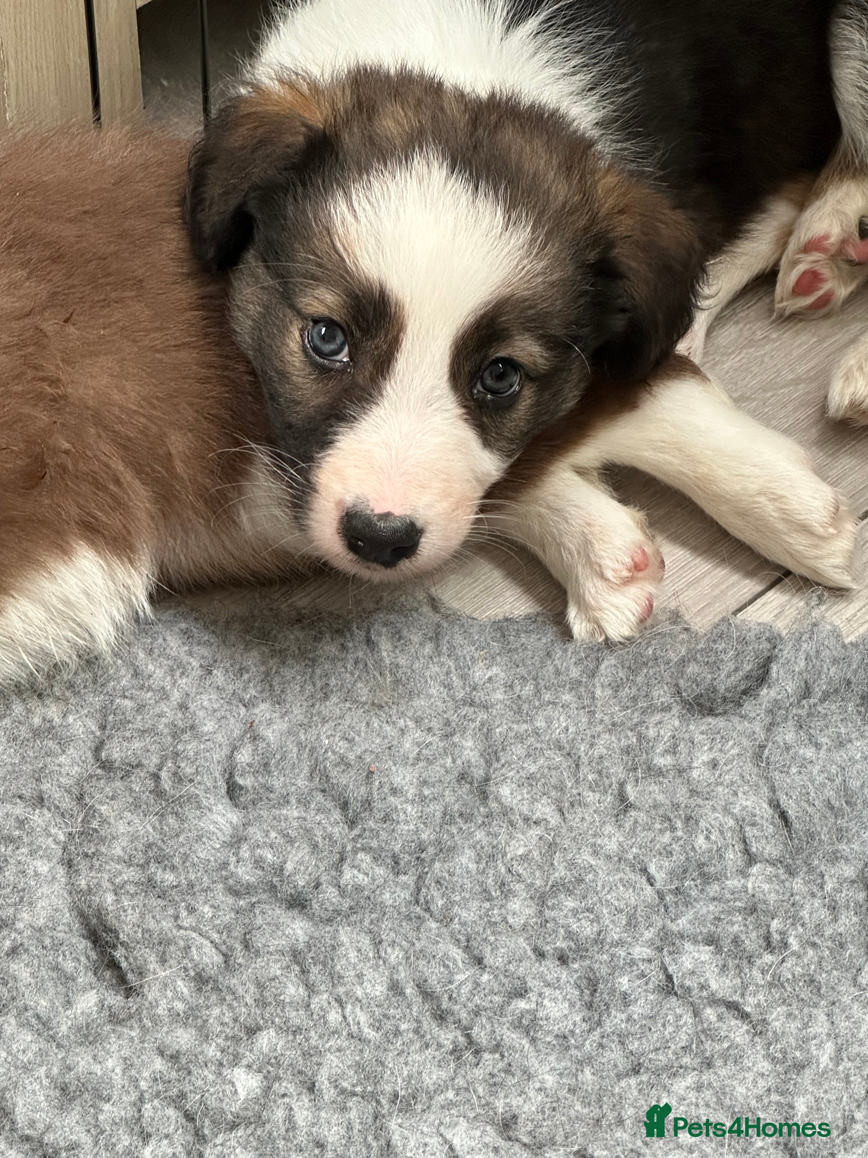 Border Collie dogs Border collie - Advert 2