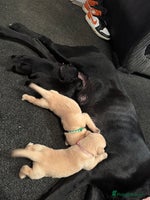 Labrador Retriever dogs - Advert 15