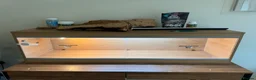 Bearded Dragon reptiles for sale: Vivarium for sale  in London - Advert 6